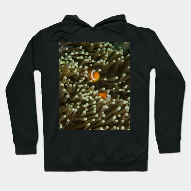 A Pair of Anemonefish Hoodie by jbbarnes